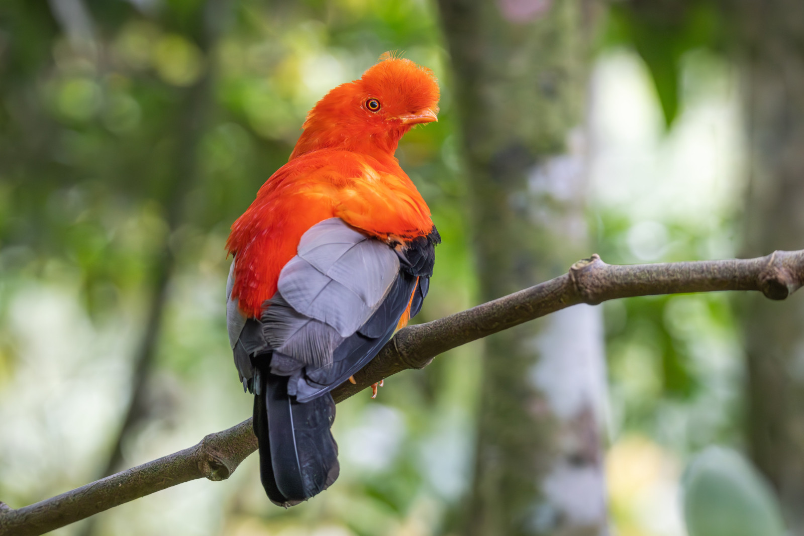 image Andean Cock-of-the-rock